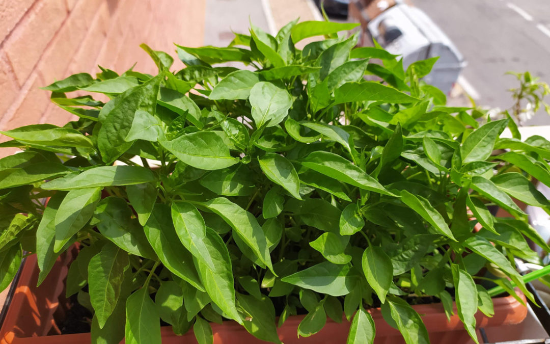 Adotta un Peperoncino Calabrese!